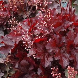 Heuchera