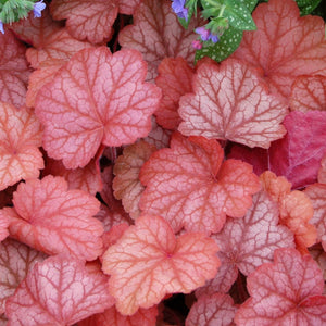 Heuchera