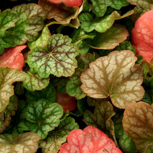 Heuchera