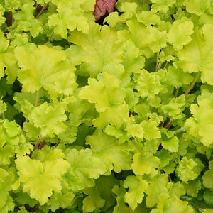 Heuchera