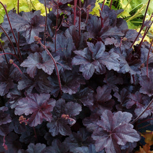 Heuchera