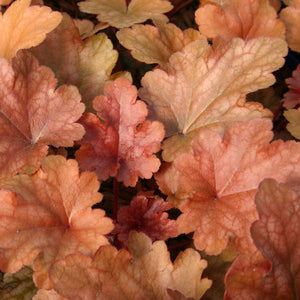 Heuchera