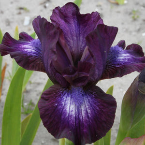 Iris