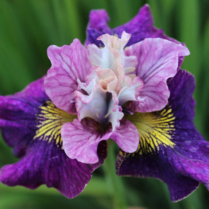 Iris