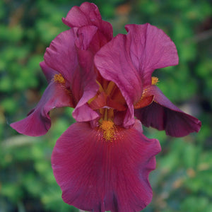 Iris