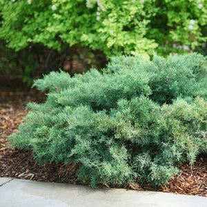 Juniperus, Montana Moss