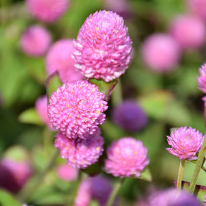 Gomphrena, Las Vegas Pink