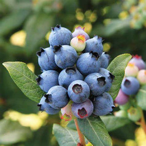 Blueberry, Perpetua