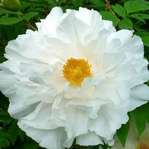 Tree Peony