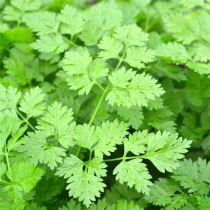 Chervil, Curled