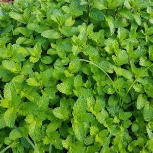 Mint, Thai