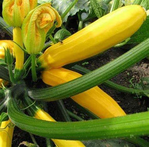 Zucchini, Easypick Gold