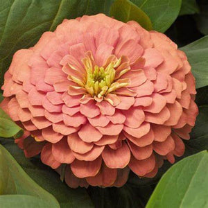 Zinnia