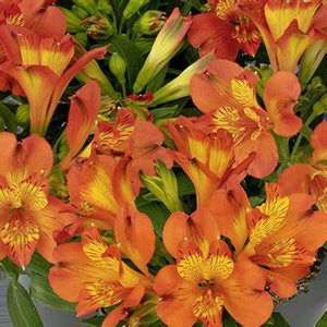 Alstroemeria