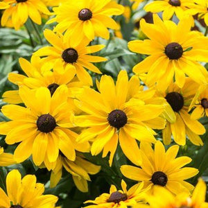 Rudbeckia, Sunbeckia Series