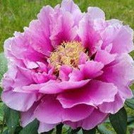 Tree Peony