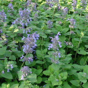 Nepeta cataria, Catnip