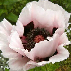 Papaver, Poppy