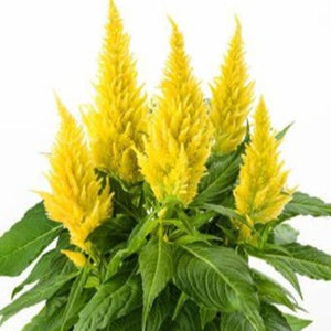 Celosia