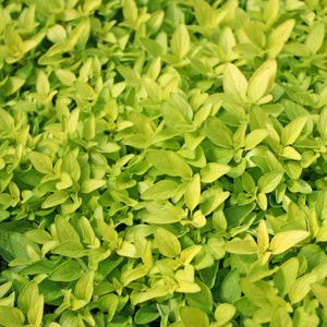 Oregano, Aureum