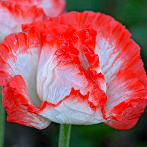 Papaver, Poppy