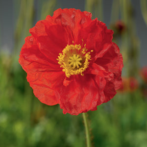 Papaver, Poppy