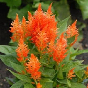 Celosia