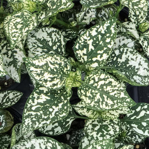 Hypoestes Polka Dot