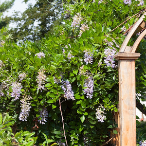 Wisteria, Betty Matthews