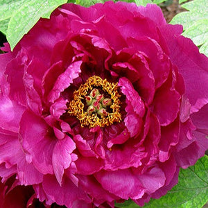 Tree Peony