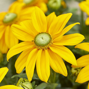 Rudbeckia, Sunbeckia Series