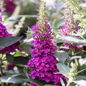 Buddleia