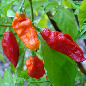 Pepper, Bhut Jolokia Red