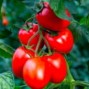 Tomato, Rio Grande