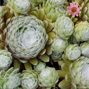 Sempervivum