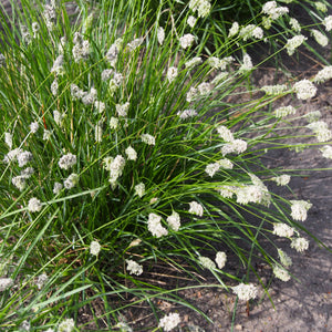 Sesleria