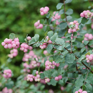 Symphoricarpos, Proud Berry