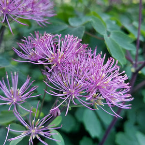 Thalictrum, Yulia