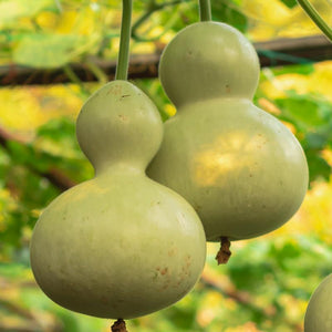 Bottle Gourd