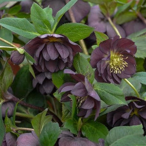 Helleborus