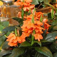 Crossandra