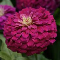 Zinnias 4" pots