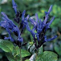 Salvia, Black & Blue