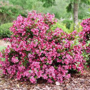 Weigela