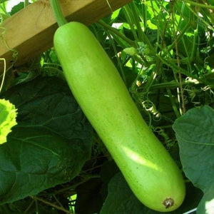 Bottle Gourd, Calabash Long