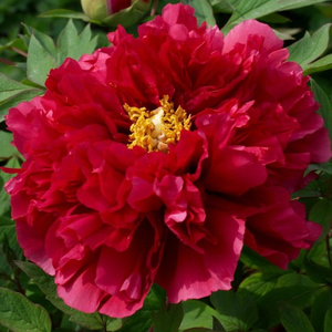 Tree Peony