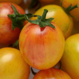 Tomato, Bumble Bee Sunrise