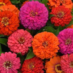 Zinnias 4" pots