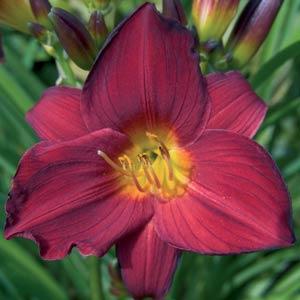 Hemerocallis, Daylily