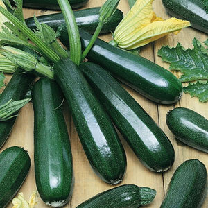 Zucchini, Dark Green